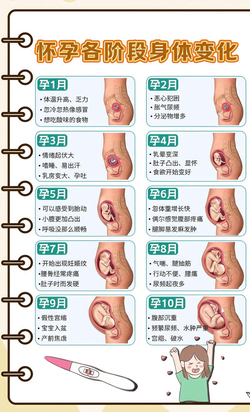 揭秘供卵代孕妈妈怀孕小腹分两节，孕期变化的奥秘南山代生机构: